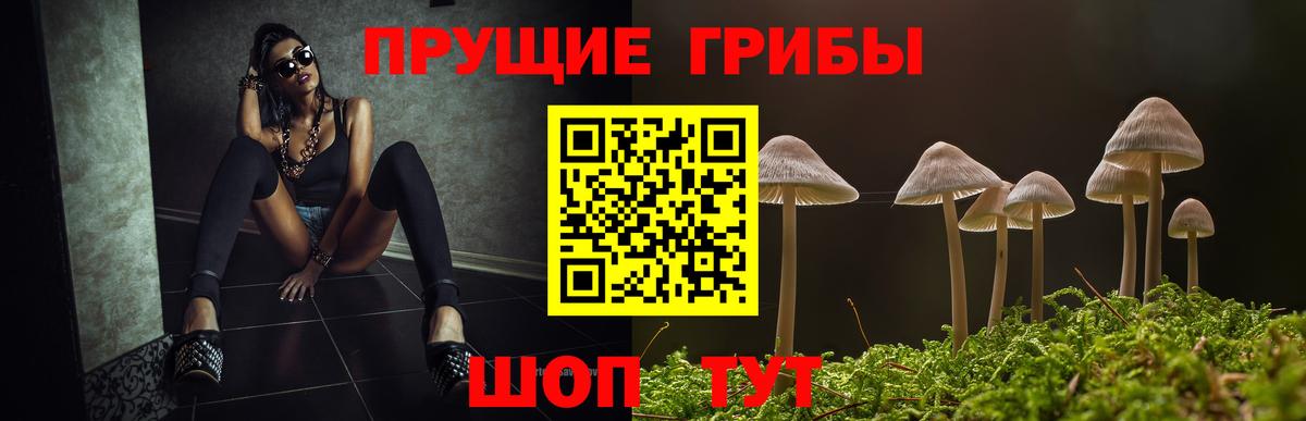 Галлюциногенные грибы Psilocybine cubensis Ноябрьск